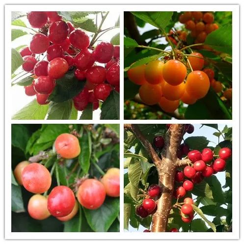 97国际-至尊品牌,源于诺言